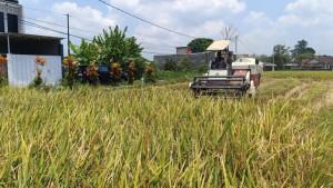 Petani-sedang-memanen-padi-menggunakan-mesin.jpg