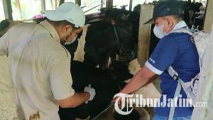 Petegas-kesehatan-hewan-memberi-vaksin-PMK-pada-sapi-perah-di-Tulungagung-ilustrasi-sapi.jpg