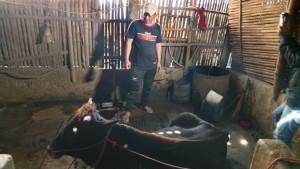 Peternak-di-Kabupaten-Magetan-menjaga-kebersihan-kandang-hewan-sapi-guna-menghindari-penularan-PMK.jpg