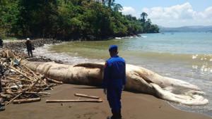 Petugas-Gabungan-Kembali-Datangi-Bangkai-Paus-Balin-di-Pantai-Nglarap-Tulungagung.jpg