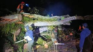 Pohon-anggrung-tumbang-dan-menutup-jalan-di-Jalan-Raya-Cangar-pohon-tumbang-di-kota-batua.jpg