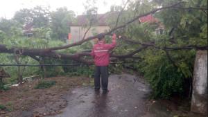 Pohon-tumbang-di-Desa-Semanding.jpg