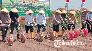 Proses-simbolis-saat-Kapolres-Jombang-AKBP-Ardi-Kurniawan-menanam-jagung-di-jombang.jpg
