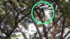 Screnshot-video-Lutung-Jawa-yang-bergelantungan-di-pohon-dekat-Dam-Gendol.jpg