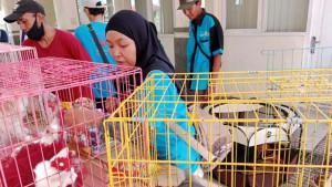 Sejumlah-kucing-dimasukkan-dalam-kandang-untuk-menunggu-giliran-divaksin.jpg