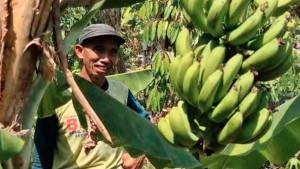 Sosok-Kades-Barno-Buat-Program-Warga-Bayar-Pajak-Pakai-Pisang-Per-Kg-Dinilai-Rp-5-Ribu.jpg