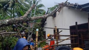 Tim-BPBD-Bondowoso-saat-melakulan-evakuasi-pohon-tumbang-akibat-hujan-deras-disertai-angin-kencang.jpg
