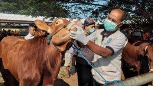 Tim-Dokter-Hewan-Dinas-Ketahanan-Pangan-dan-Peternakan-Kabupaten-Madiun-tengah-mengecek-kondisi.jpg