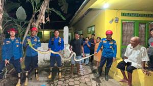 Tim-Pemadam-Kebakaran-mengevakuasi-ular-piton-di-Trenggalek-banyak-ular-muncul-di-musim-hujan.jpg