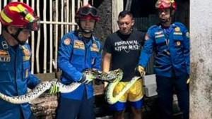 Ular-piton-dievakuasi-dari-kandang-ayam-di-Desa-Nglongsor-trenggalek.jpg