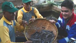 Warga-bersama-perwakilan-perusahaan-KPI-Unit-Dumai-memperlihatkan-hasil-panen-ikan-lele.jpg
