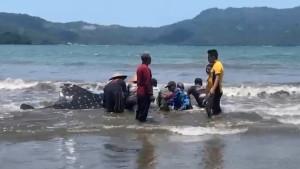hiu-paus-terdampar-di-pantai-trenggalek.jpg