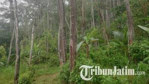 ilustrasi-Hutan-pinus-di-Desa-Sugihan-Kecamatan-Kampak-Trenggalek.jpg