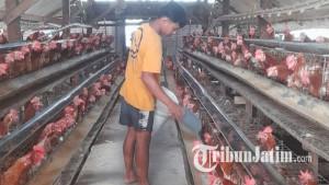 ilustrasi-ayam-ilustrasi-Peternakan-ayam-di-Desa-Mojotengah-Kecamatan-Bareng-jombang.jpg
