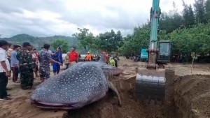 ilustrasi-hiu-paus-Bangkai-ikan-hiu-paus-berhasil-ditarik-dari-Perairan-Pantai-Bayem-tulungagung.jpg
