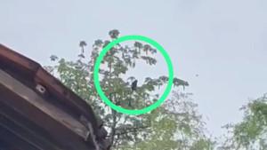 penampakan-kemunculan-lutung-jawa-di-ponorogo.jpg