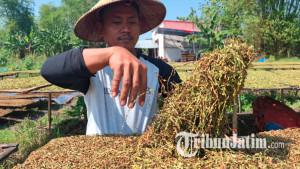 petani-tembakau-asal-Desa-Sidokaton-jombang-ilustrasi-tembakau.jpg