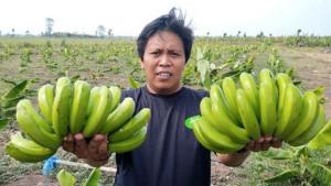 pisang-Cavendish-buat-bayar-PBB-Ponorogo.jpg