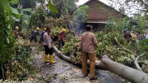 pohon-tumbang-di-bondowoso-akibat-diterjang-angin-kencang.jpg