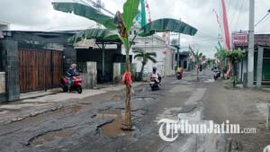 warga-menanam-pisang-pada-jalan-rusak-di-tulungagung-sebagai-bentuk-protes.jpg