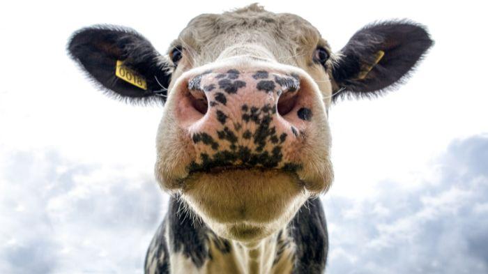 4 Ekor Sapi Ditemukan Mati, ada yang Diambil Dagingnya Tinggal Usus Saja