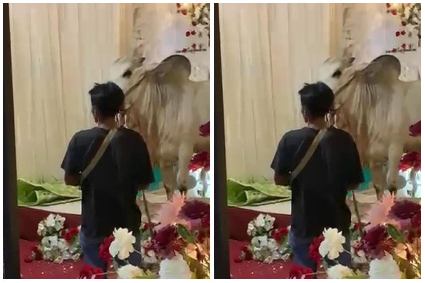 Acara-Hajatan-Hancur-setelah-Sapi-Kurban-Menerobos-Masuk-Tamu-Panik-hingga-Perabotan-Rusak.jpg