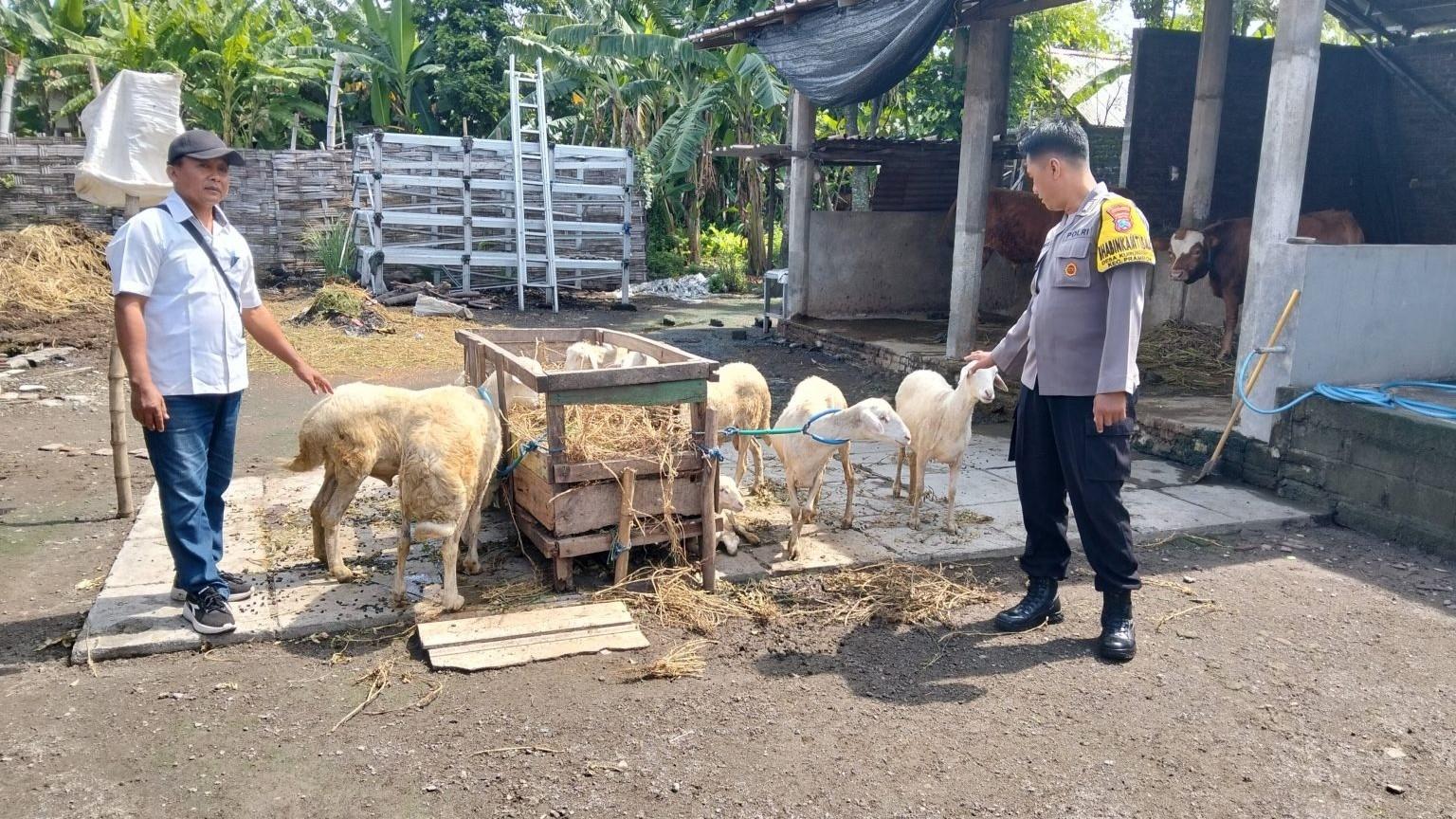 Aipda-Heri-Subianto-peternakan-kambing.jpg