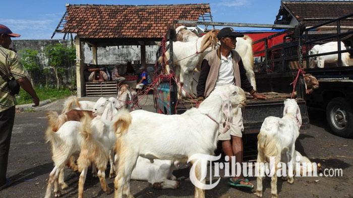 Jelang Hari Raya Idul Adha, Pasar Hewan di Lumajang Kembali Dibuka, Khusus untuk Kambing dan Domba