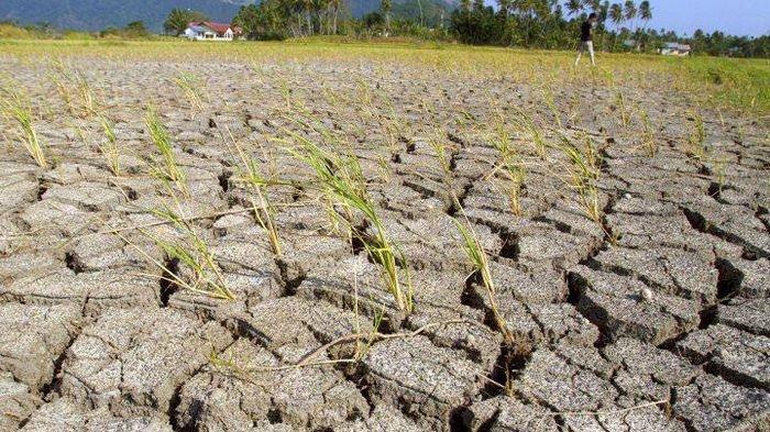 Kemarau El Nino 2026 di Jatim Mencapai Puncaknya pada Agustus, BMKG: Lebih Kering dan Lebih Lama
