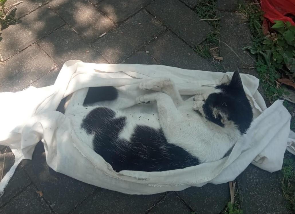 Belasan-kucing-di-Jalan-Danau-Maninjau-Barat-1-Blok-B1-Kelurahan-Sawojajar-Kecamatan-Kedungkandang.jpg