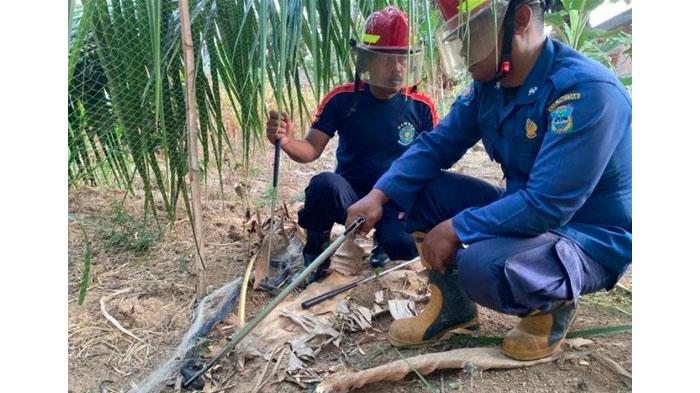 Damkar-Pacitan-mengevakuasi-ular-kobra-yang-telah-menyemburkan-bisa-ke-mata-pelajar-SMP-di-Pacitan.jpg