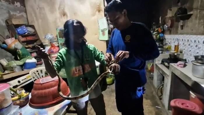 Damkar-memperlihatkan-ular-Boiga-cynodon-yang-ada-di-rumah-warga-Ponorogo.jpg