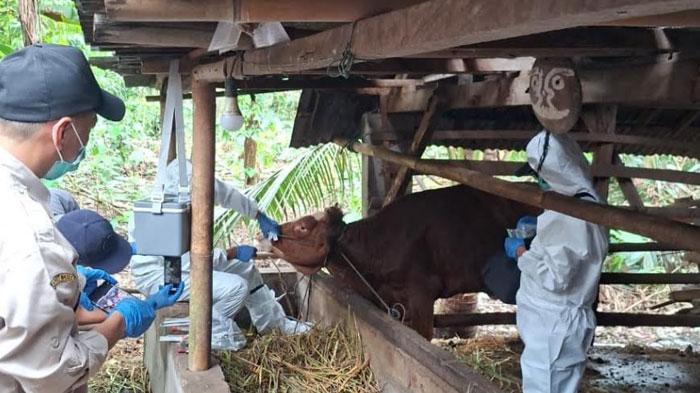 Disnakkan-Kabupaten-Blitar-mengambil-sampel-air-liur-sapi-yang-terjangkit-PMK.jpg