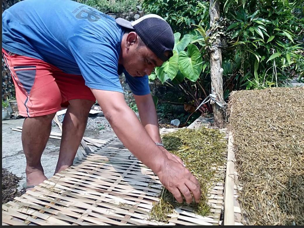 Harga Tembakau Jombang Turun, Petani Merugi, Pemkab Sebut Masih Stabil