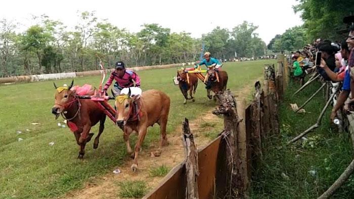 Bangkalan Jadi Tuan Rumah Karapan Sapi Piala Presiden 2022, Sapi Peserta Wajib Dilengkapi Ini