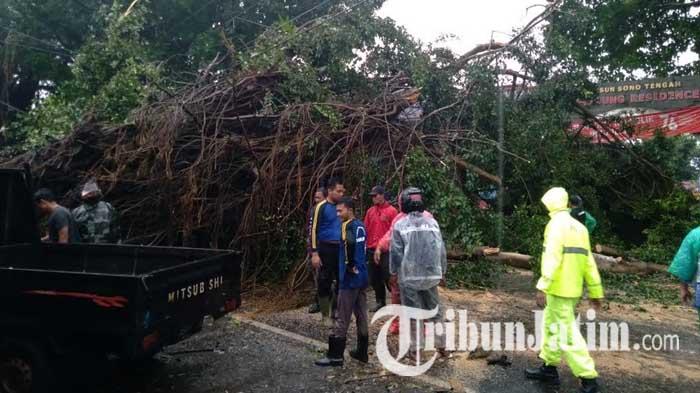 Dua-pohon-beringin-tumbang-membuat-Jalan-Raya-Pakisaji-Malang-ditutup-total.jpg