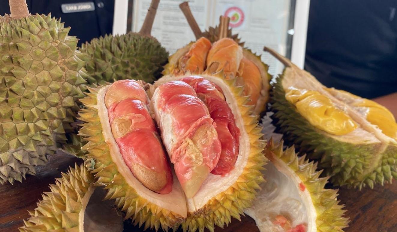 Durian-merah-Banyuwangi-Buah-ini-ditetapkan-sebagai-produk-Indikasi.jpg