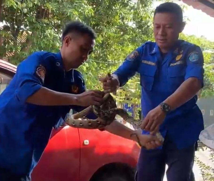 Pria di Ponorogo Kaget Temukan Ular Piton Lagi Asyik Makan 5 Ayam Kate, Tim Damkar Gercep Evakuasi