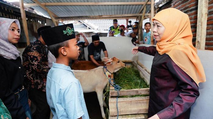 Nanda Bahagia Dapat Hadiah Sepasang Anakan Sapi dari Gubernur Jatim Khofifah, Dinamai Sri dan Jeki