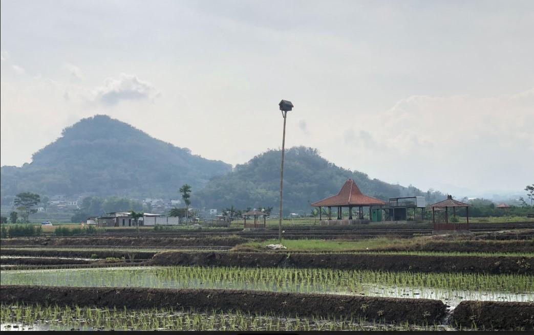 Hamparan-sawah-di-Pendem-Kecamatan-Junrejo-Kota-Batu.jpg