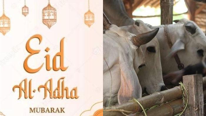 Hari-Raya-Idul-Adha-sapi-untuk-hewan-kurban.jpg