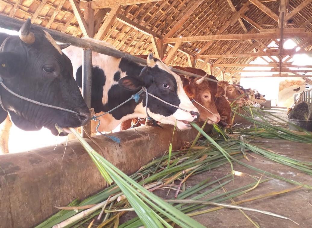 PMK di Jombang Makin Tak Terkendali, Pemkab Bakal Tutup 10 Pasar Hewan