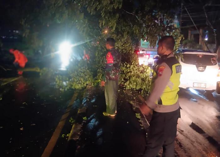 Hujan-deras-disertai-angin-kencang-mengakibatkan-sejumlah-pohon-tumbang-di-lamongan.jpg