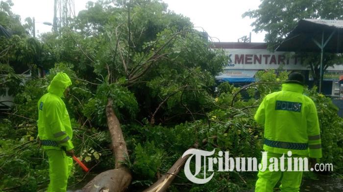 Sejumlah Toko di Pasar Agrobis Lamongan Rusak Diterjang Angin Kencang, Pohon Tumbang Timpa Motor
