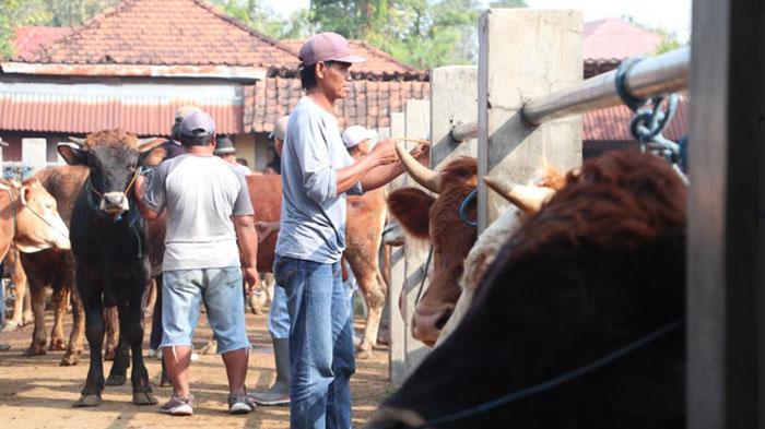 Idul-Adha-2024-kian-dekat-membuat-pasar-hewan-di-Ponorogo-ramai.jpg