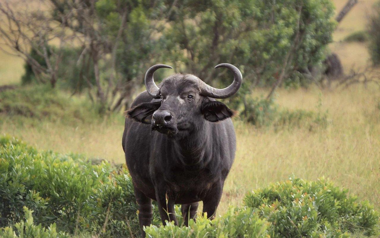 8 Arti Mimpi Dikejar Kerbau, Banyak Mengarah ke Hal Negatif, Bisa Jadi Pertanda Masalah dalam Hidup