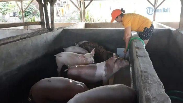 Ilustrasi-peternak-babi-di-Bali-ketika-beri-makan-hewan.jpg