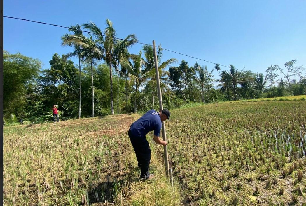 10 Tahun Bahaya Mengintai, Warga di Bondowoso Keluhkan Kabel Listrik Tanpa Tiang: Disangga Bambu