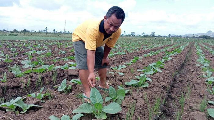 Petani Tembakau di Tulungagung Tunda Jadwal Tanam, Diprediksi Produksi Turun Tapi Harga Melonjak