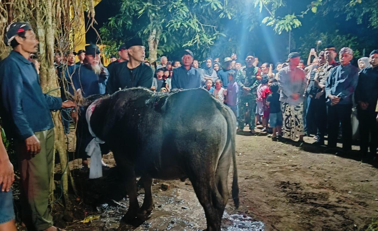 Kerbau-yang-akan-disembelih-dibagikan-masyarakat.jpg